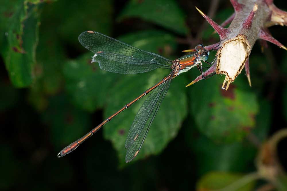 Chalcolestes_viridis